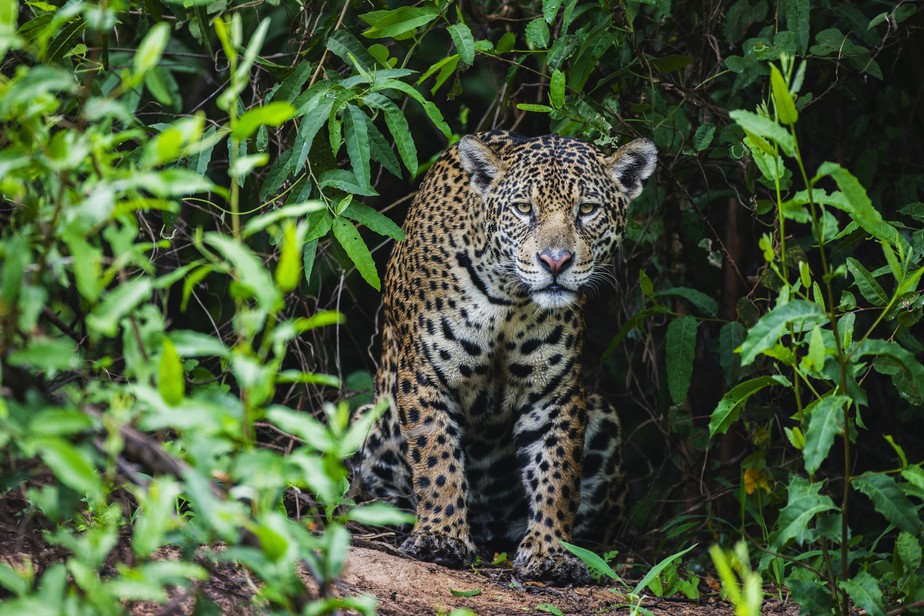 Programa visa resgatar e dar assistência a animais silvestres