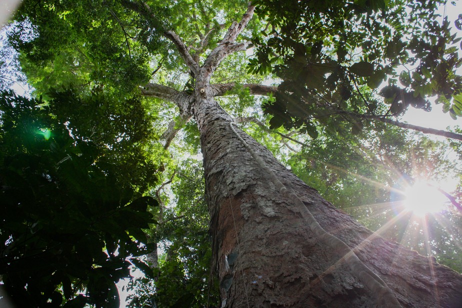 Brasil pode ter R$100 bi em créditos de carbono até 2030 com agro, florestas e energia