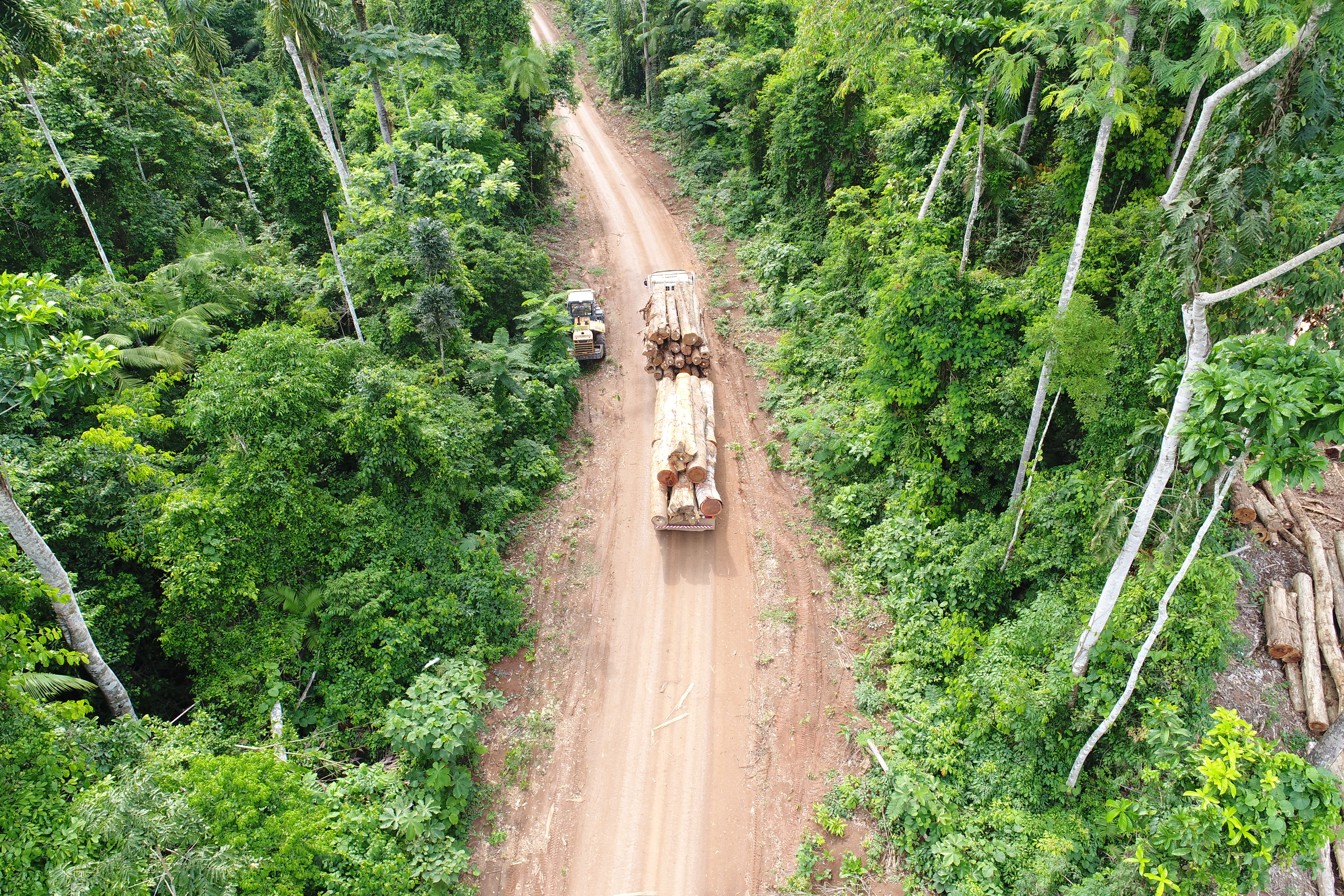 Concessão florestal: Uma das soluções para combater o desmatamento ilegal no Brasil