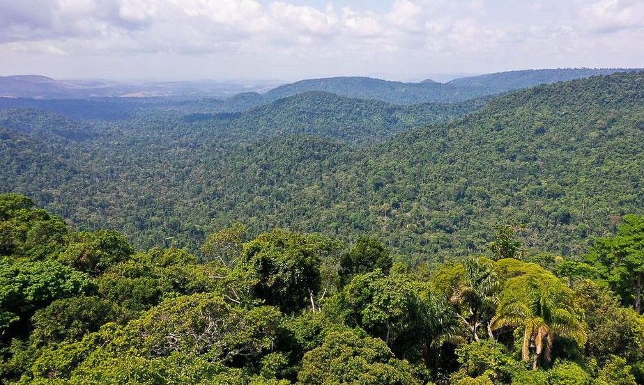 O que é e pra que serve o Inventário Florestal?