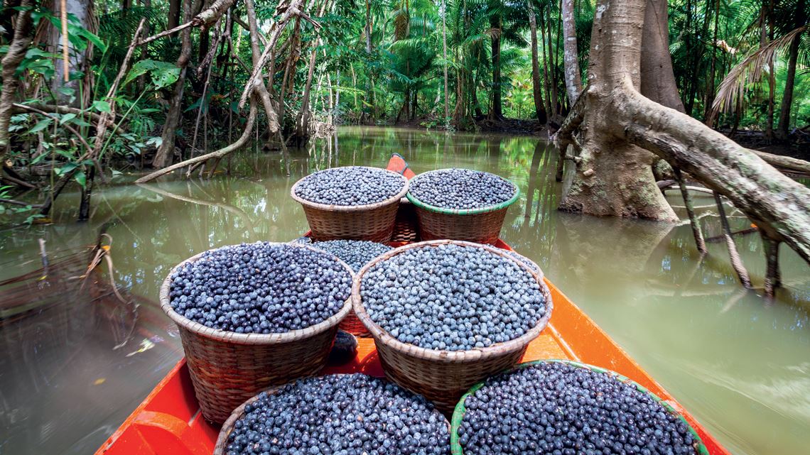 Desmatamento verde: Açaí