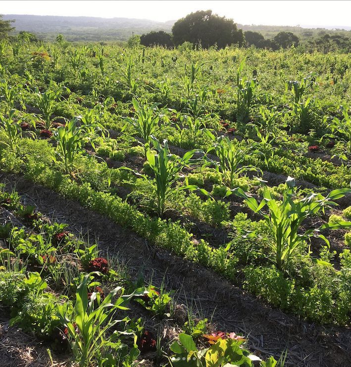 agrofloresta que transforma