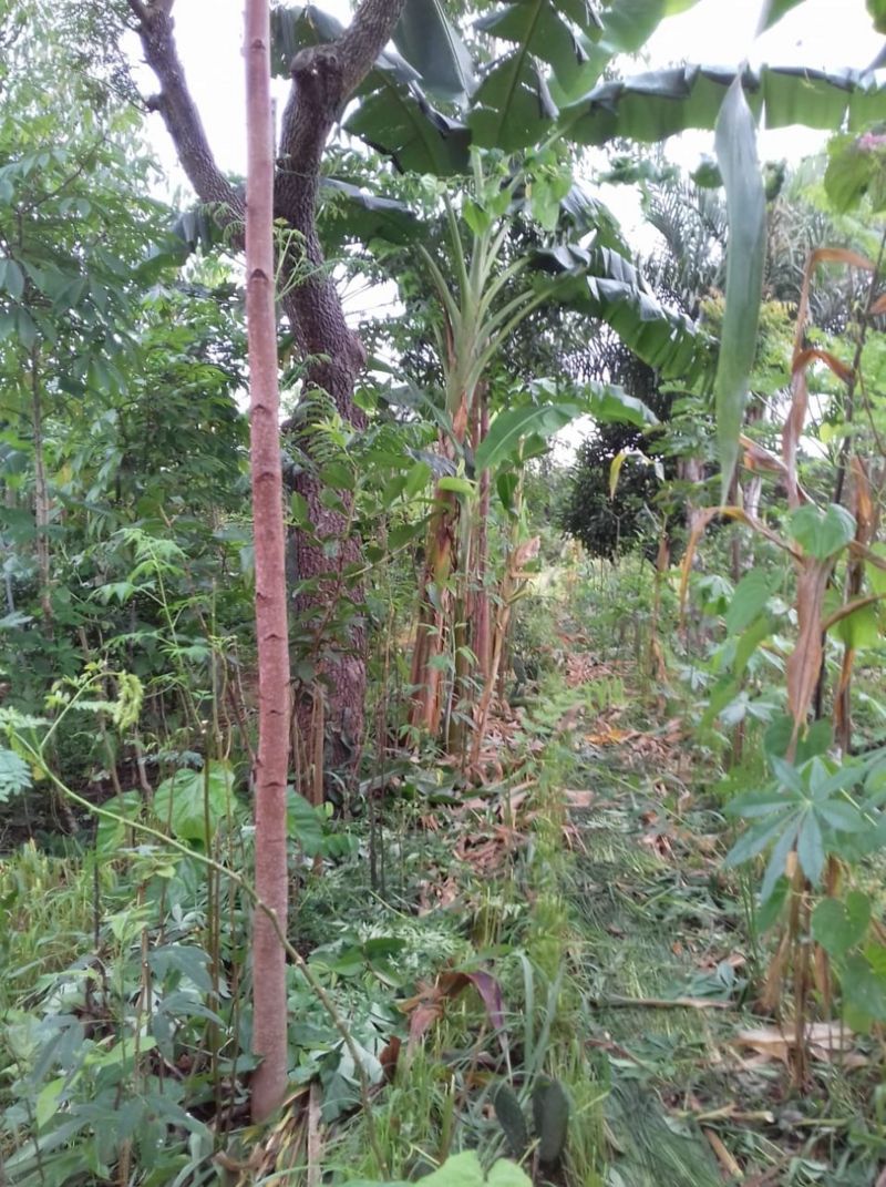agrofloresta que transforma