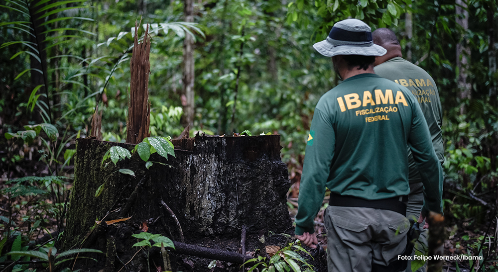 Desmatamento no governo Bolsonaro atinge patamar alarmante, diz Ipam