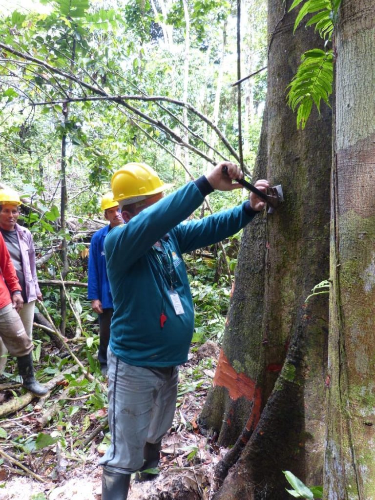 Conselho de Meio Ambiente aprova novas regras para execução de planos de manejo florestal