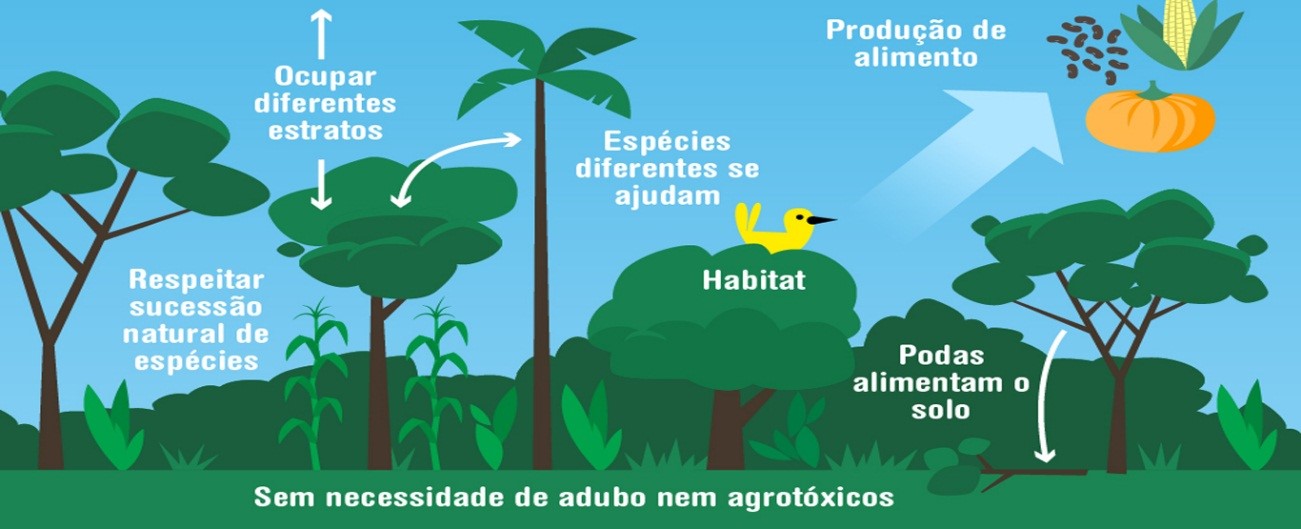 Congresso Brasileiro de Sistemas Agroflorestais