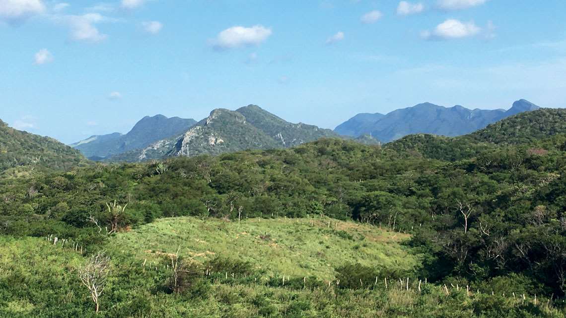 Floresta pode se recuperar rapidamente