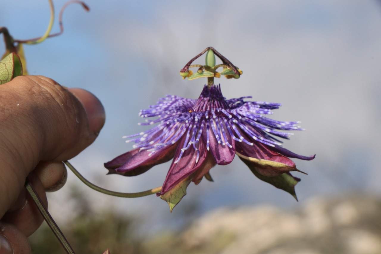 Descoberta de uma rara nova espécie de maracujá das montanhas