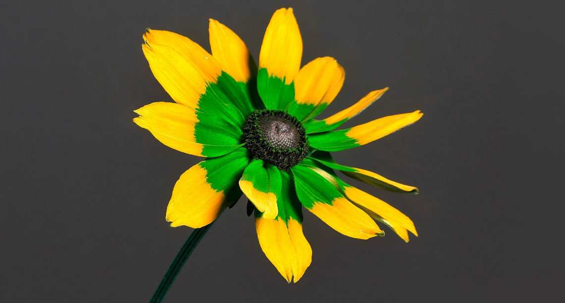 As cores das flores para nós e para os polinizadores