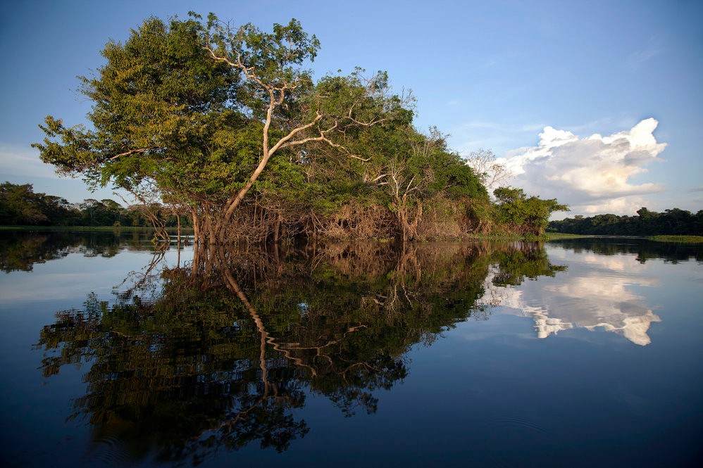 Árvores da Amazônia são "chaminés" de metano mesmo com solo seco
