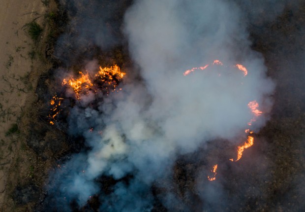 Brasil tem 3209 espécies de plantas em risco de extinção