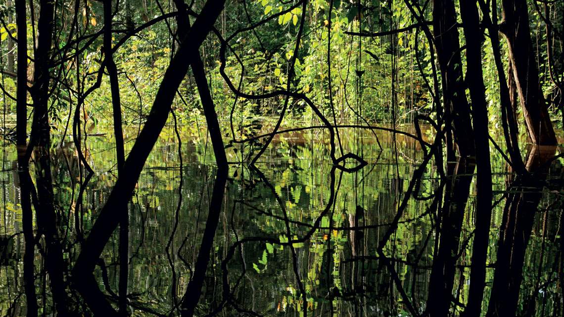 Amazônia produz 8% do metano do planeta