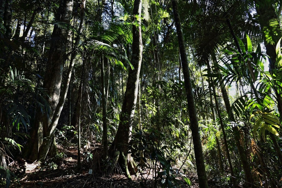 florestas adubadas
