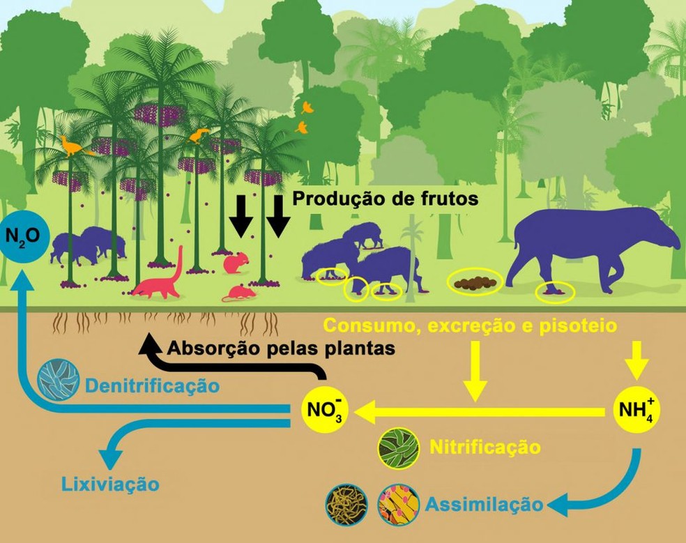 florestas adubadas