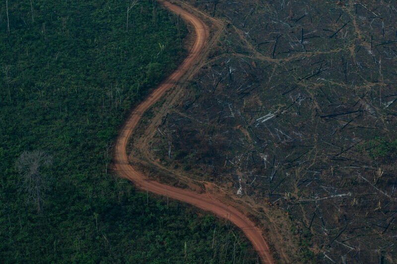 Deter de janeiro registra maior área com alertas de desmatamento da série histórica para o mês
