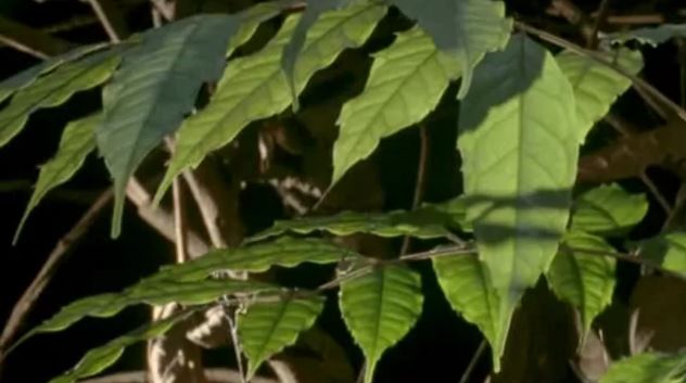 'Jardins do diabo': a árvore amazônica que abriga um 'exército assassino'