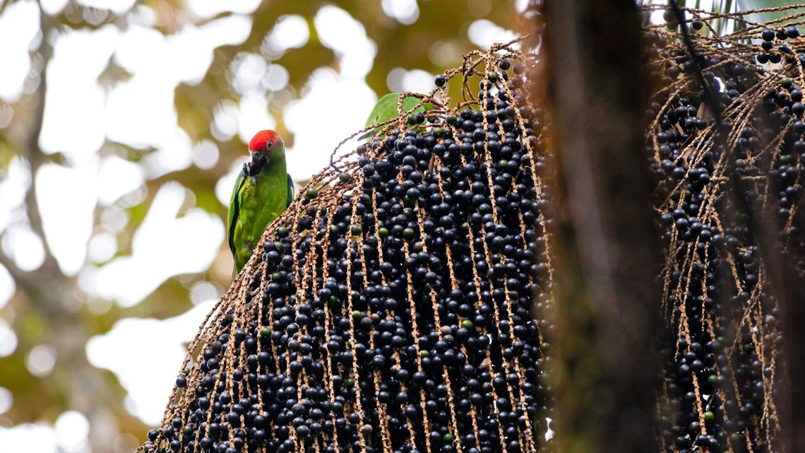 Frutos da Palmeira Juçara contra à obesidade
