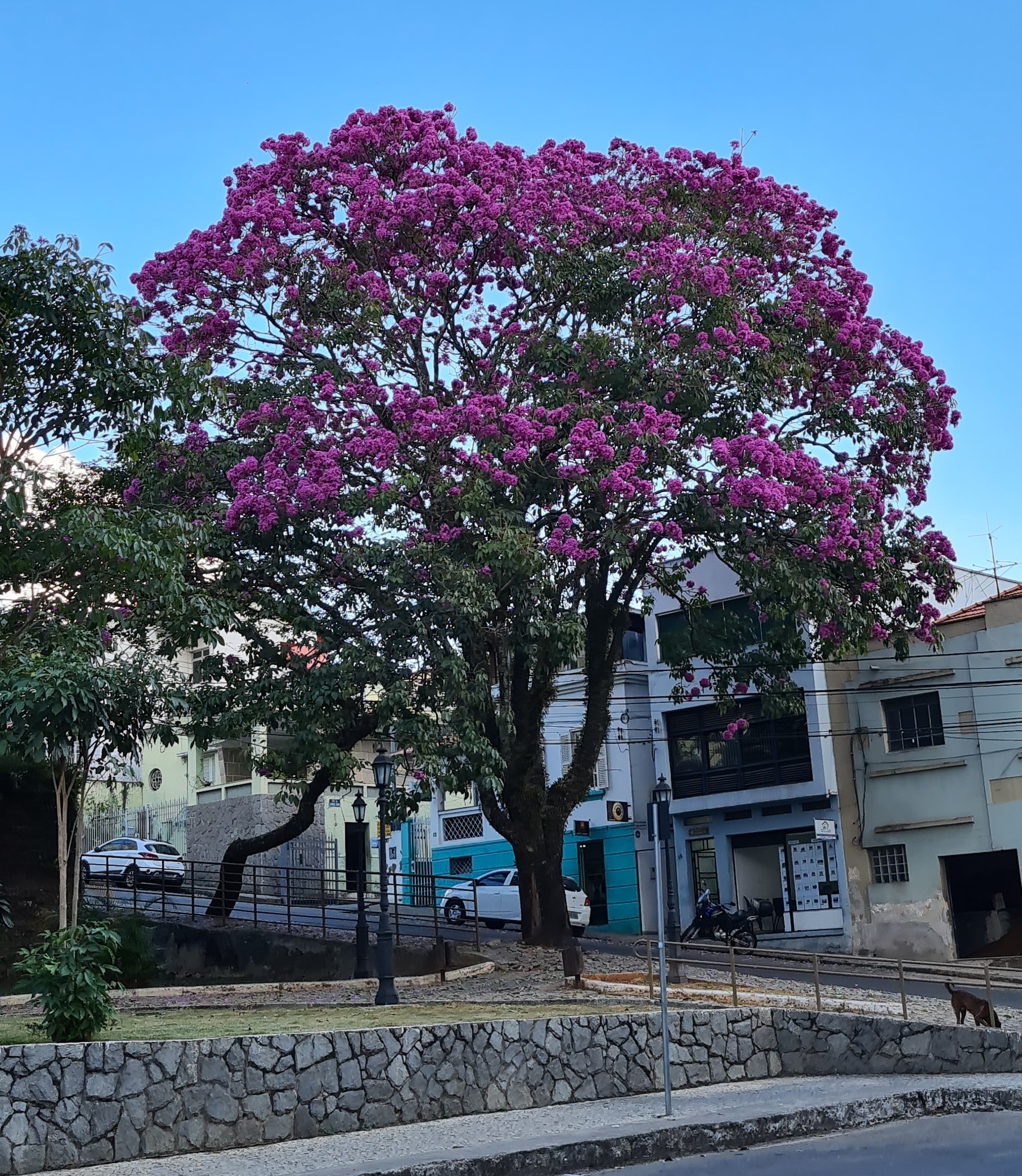 As árvores são as nossas aliadas no combate ao aquecimento dos centros urbanos