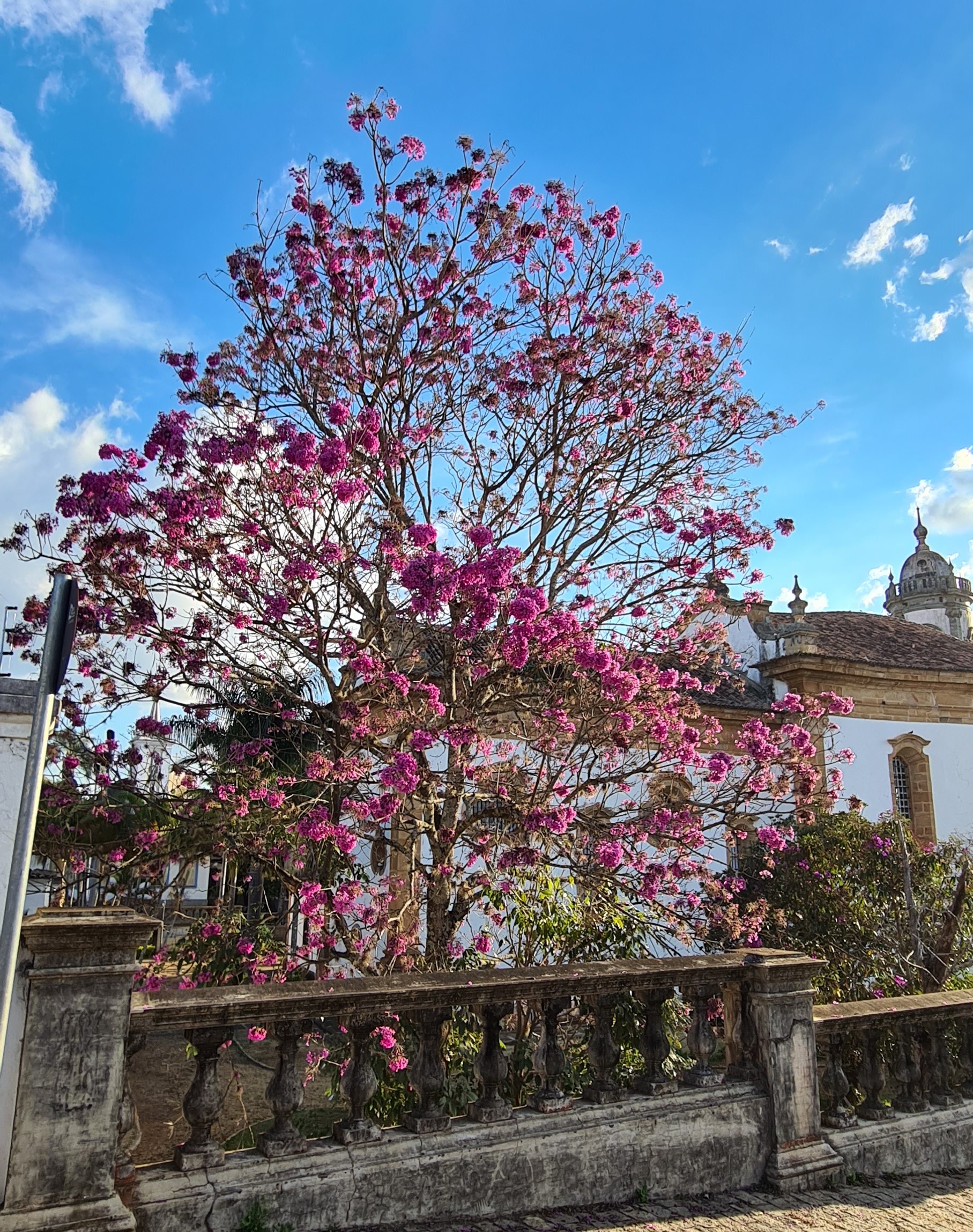 árvores urbanas