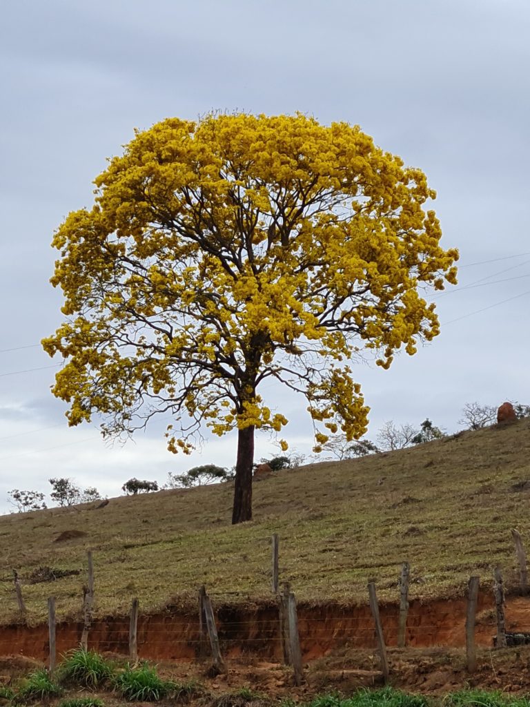 árvores aliadas