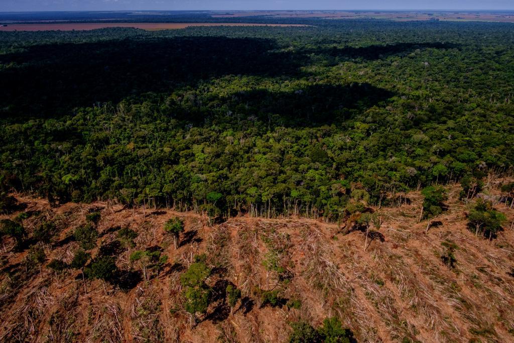 Regeneração natural de florestas captura carbono mais rápido do que se pensava