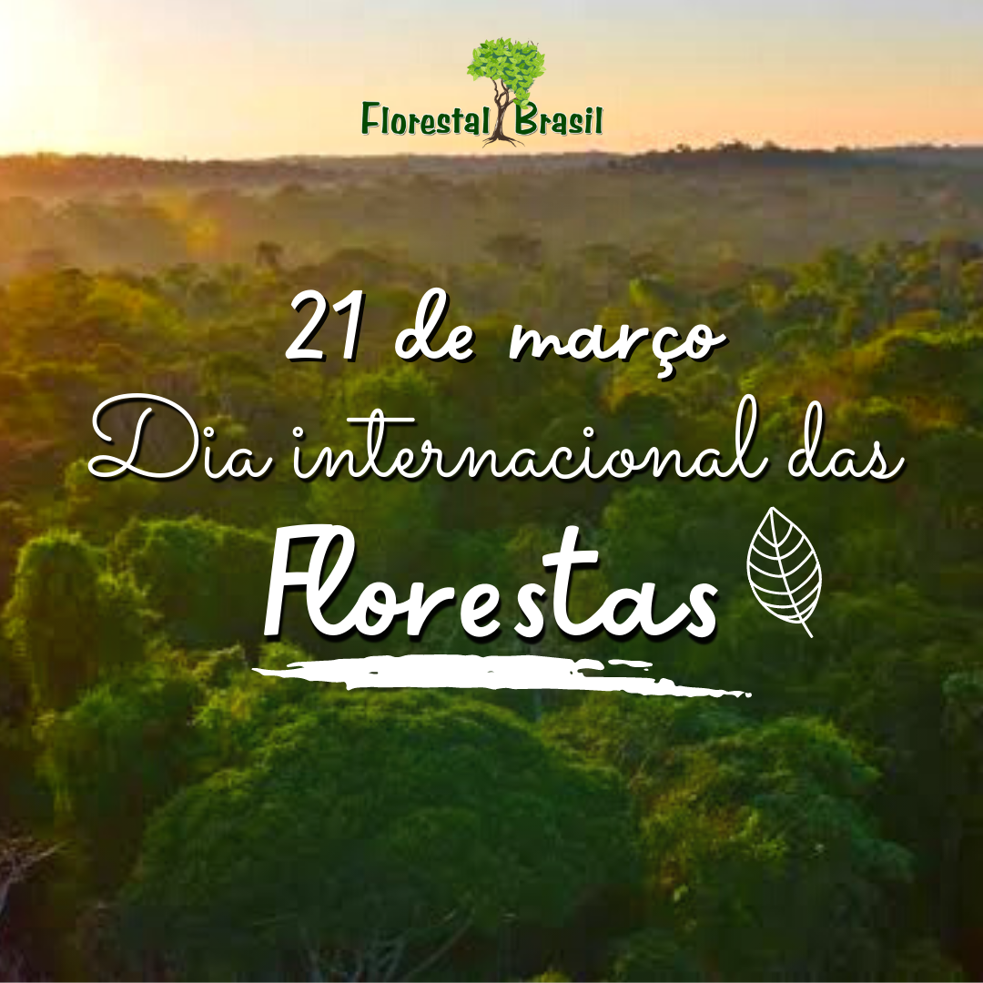 21 de março - Dia Internacional das Florestas
