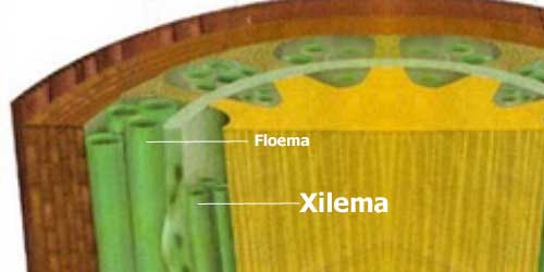 Condução da seiva através do caule: Tudo sobre Xilema e Floema