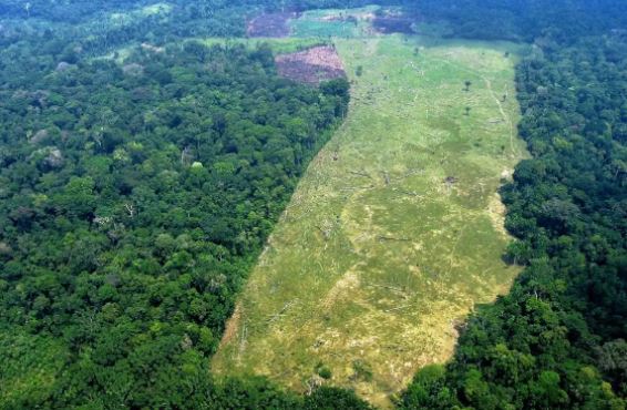 Mato Grosso é o 2º estado que mais perdeu vegetação natural em 20 anos em todo país