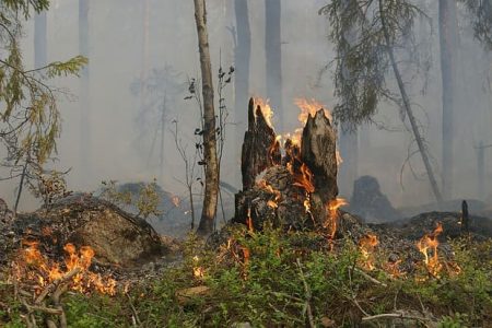 Governo proíbe  uso do fogo para limpeza e manejo de áreas a partir de 1º de julho