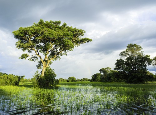 12 curiosidades do Pantanal, o menor bioma do Brasil