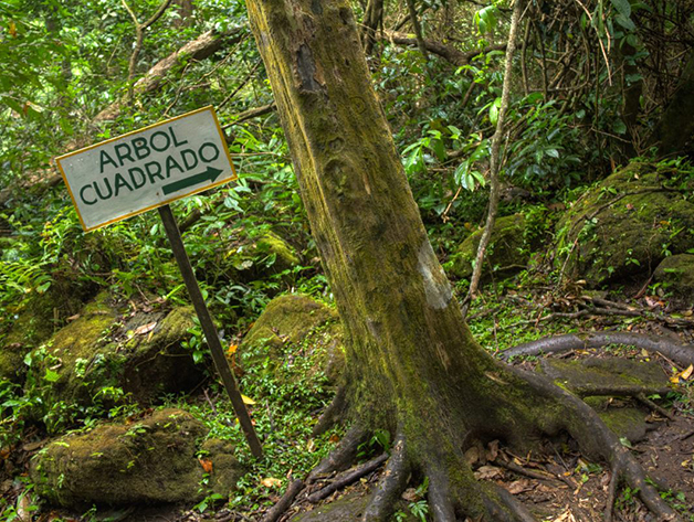 ‘Vale das Árvores Quadradas’ intriga cientistas e atrai turistas no Panamá