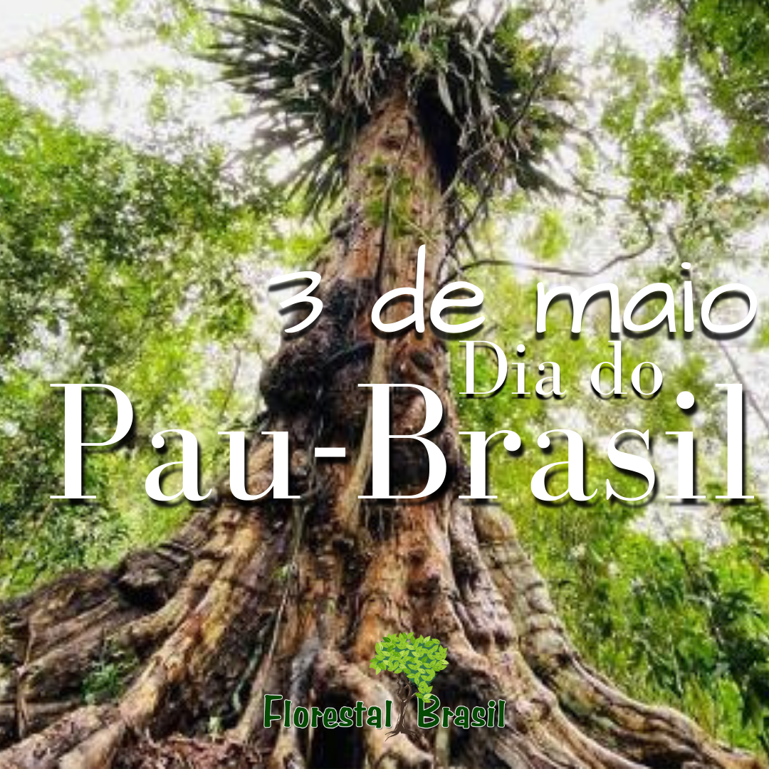 3 de maio - Dia do Pau Brasil  - A história completa da árvore deu origem ao nome do país