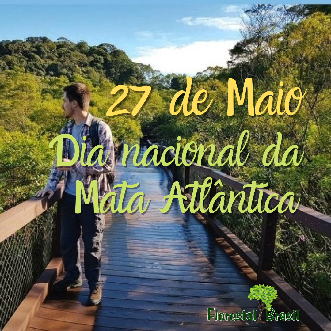 Desmatamento na Mata Atlântica cresceu 66% em um ano