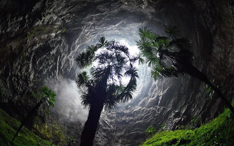 floresta em caverna subterrânea