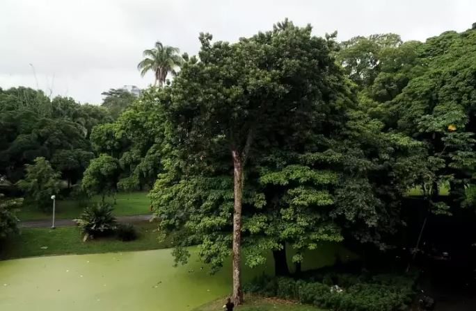 Engenheiros florestais do Rio tentam salvar árvore em extinção que é símbolo do período imperial