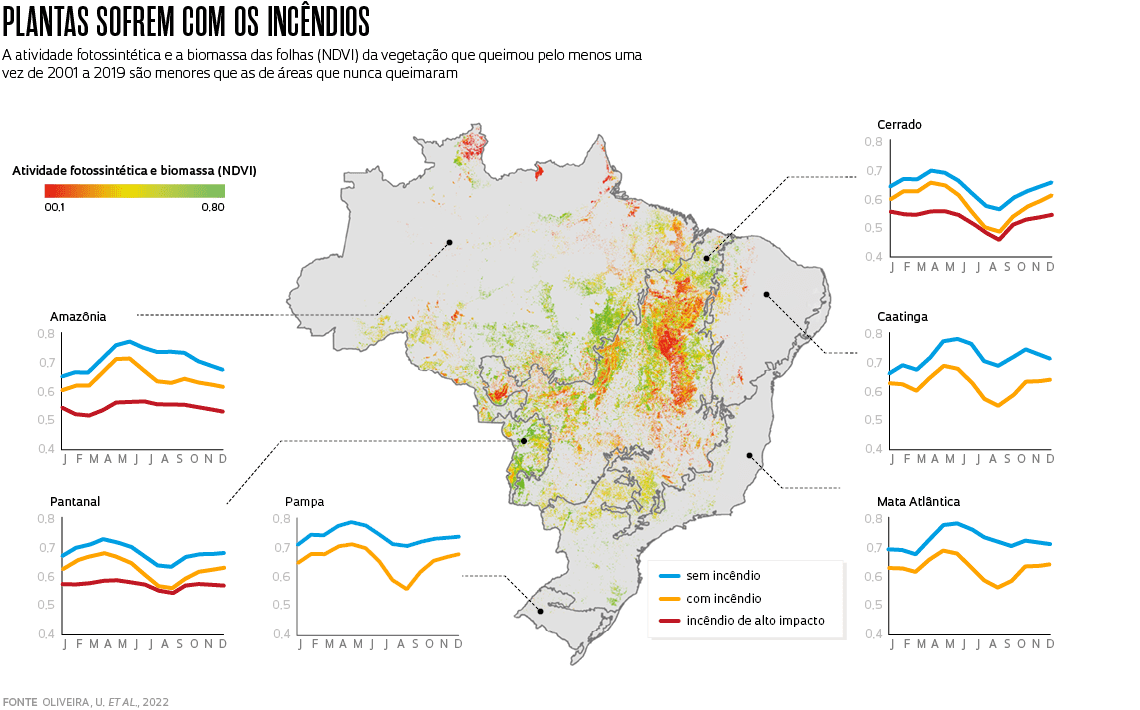 Incêndios florestais enfraquecem vegetação nativa