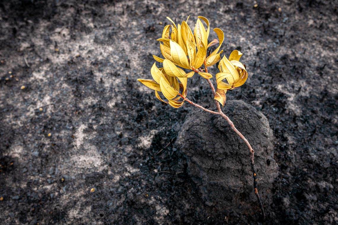 Incêndios florestais intensos enfraquecem vegetação nativa
