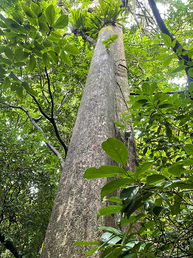 árvores quadradas