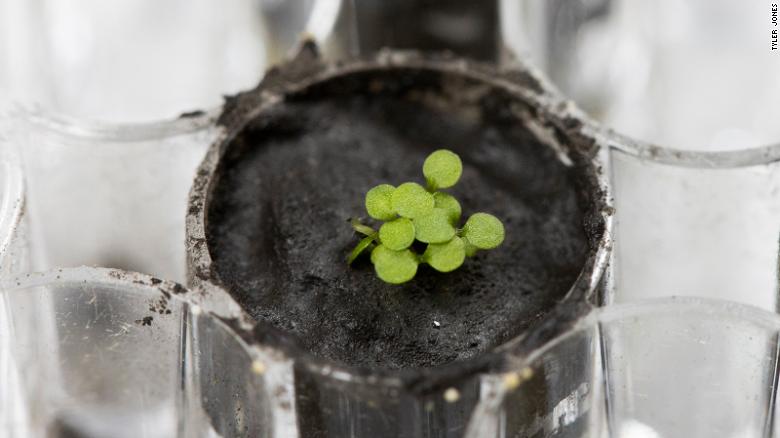 Plantas foram cultivadas em solo lunar pela 1ª vez na história
