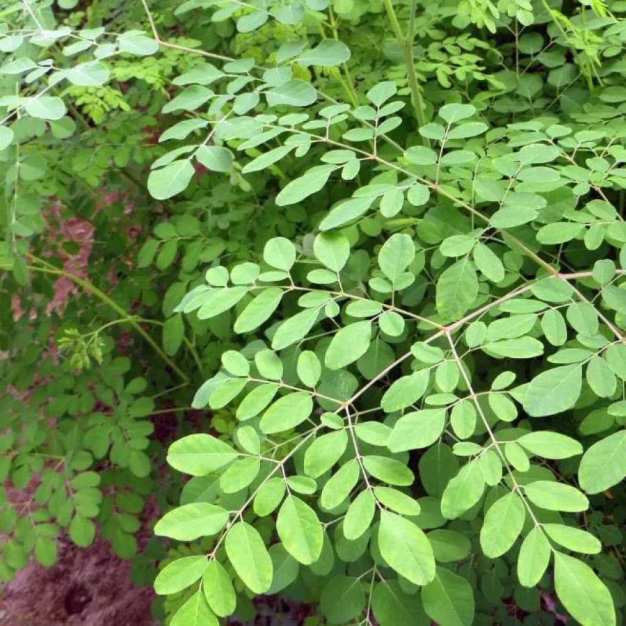 Conheça a Moringa uma planta que purifica água e combate a fome