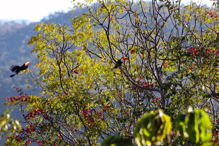 Iniciativa destinará cerca de R$ 3,6 milhões a projetos de conservação