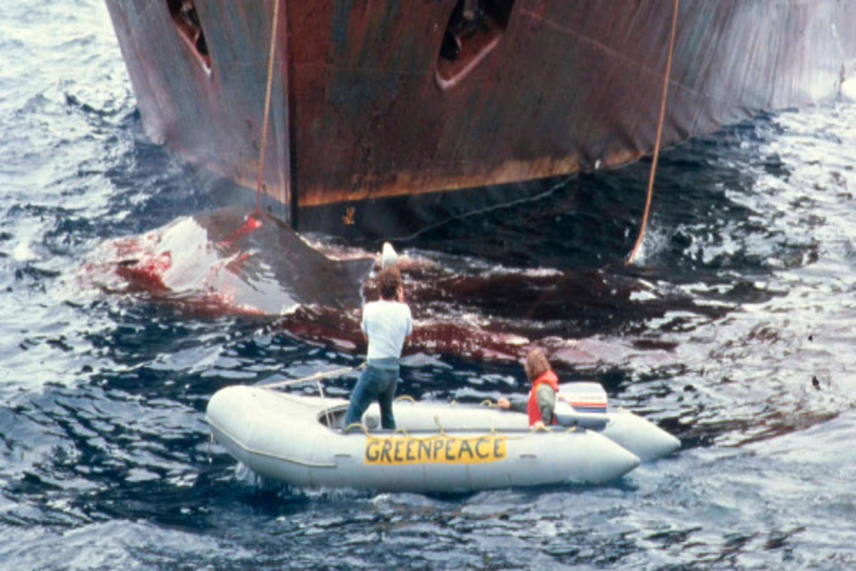 O Primeiro ato de comoção mundial do Greenpeace, contra a caça predatória de Baleias por Barcos Japoneses e Soviéticos