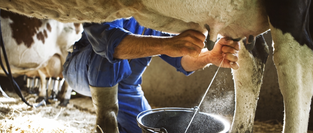 Demanda externa por carnes Brasileiras está mais forte que nunca