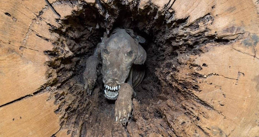 A história do Cão mumificado em um Carvalho
