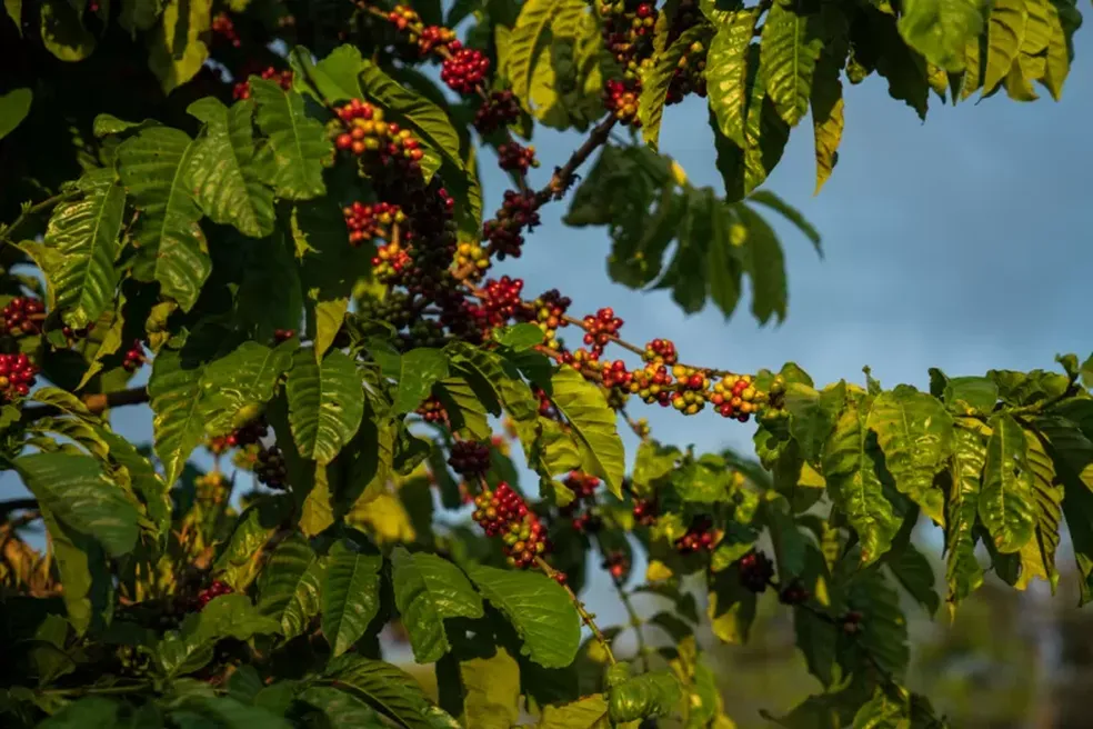Do cafezinho ao etanol: como El Niño pode afetar Brasil em 2023