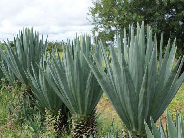 Quase tudo que você precisa saber sobre o Sisal (Agave Sisalana)