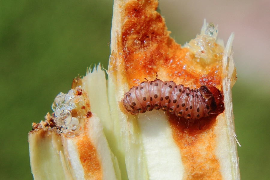 A broca das meliáceas Hypsipyla grandella (Zeller) (Lepidoptera: Pyralidae) é responsável pelo insucesso de inúmeras tentativas de plantações de mogno em diversos países do continente americano. Devido ao alto valor comercial da madeira, ensaios para o controle químico desta praga vêm sendo executados há oito décadas, envolvendo mais de 23 países dos trópicos, sem resultados satisfatórios