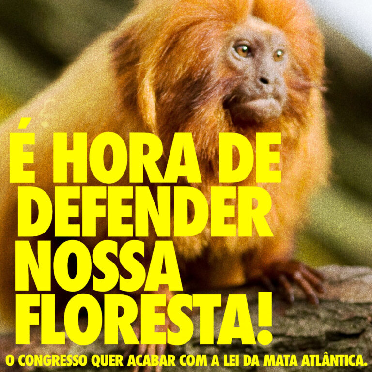 Sociedade civil se mobiliza contra norma que pretende alterar Código Florestal