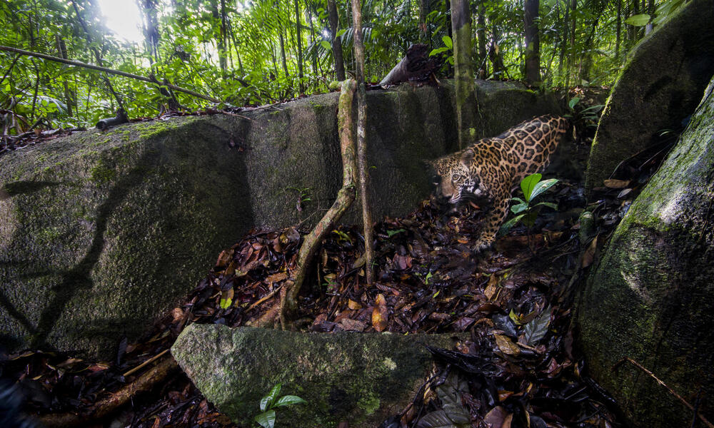 Onça-pintada