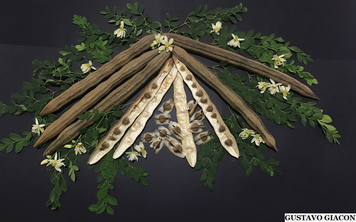 Infloresc^`encia, Folhas e Sementes da Moringa.